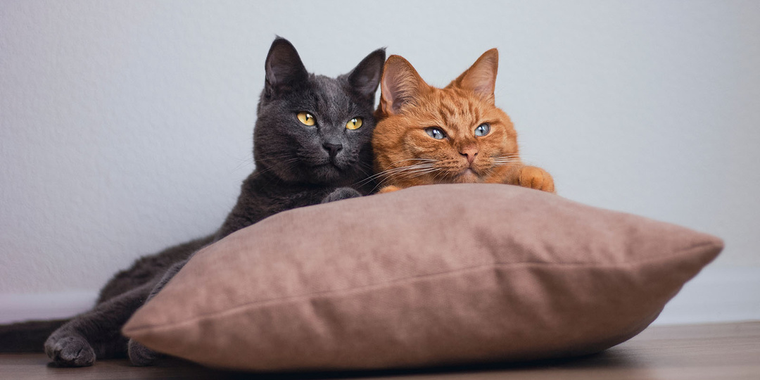 В Турции мужчина согласился выплачивать алименты на кошек