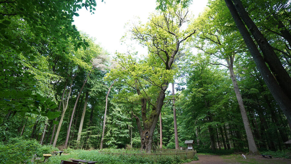 Фото: www.globallookpress/ Marcus Brandt