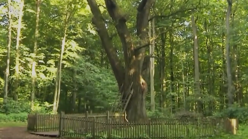 ФОТО: Кадр из программы "Загадки человечества", РЕН ТВ