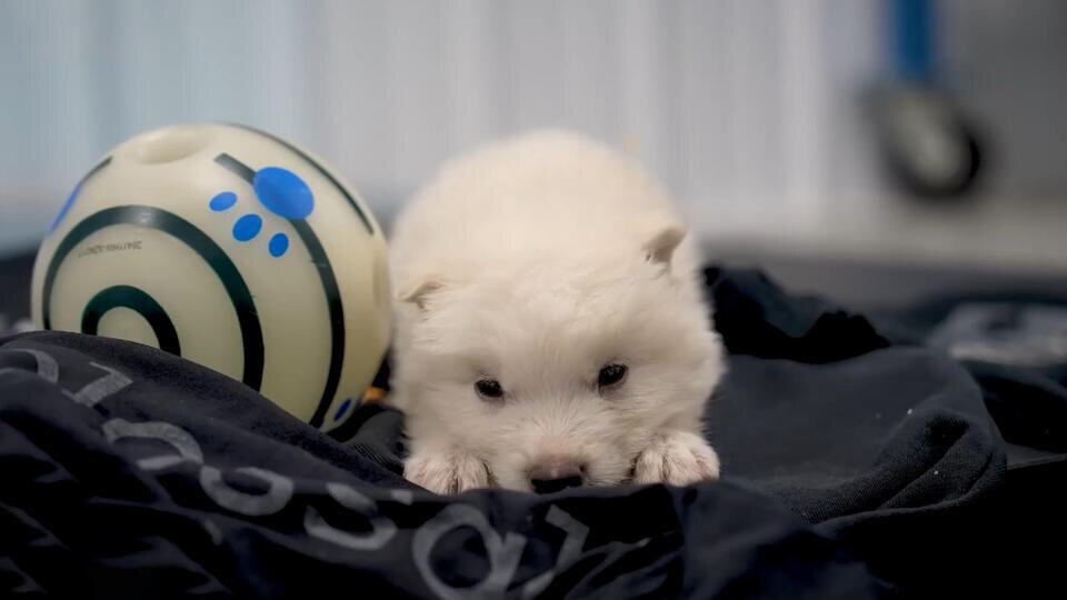 ФОТО: Кадр из программы "Как устроен мир", РЕН ТВ