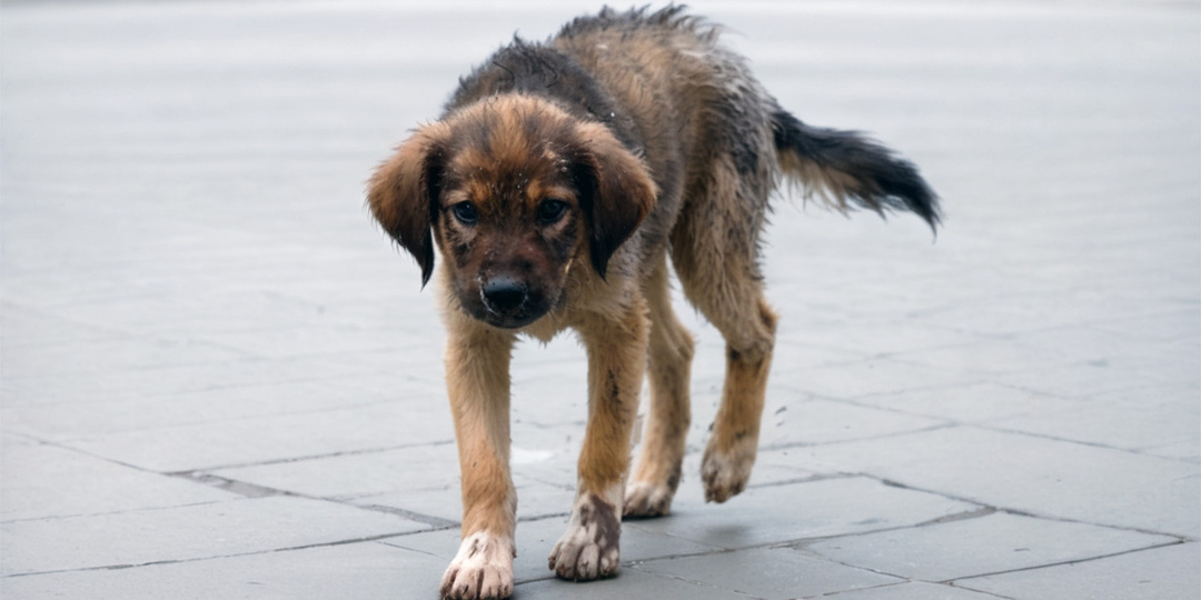 Чистое сердце