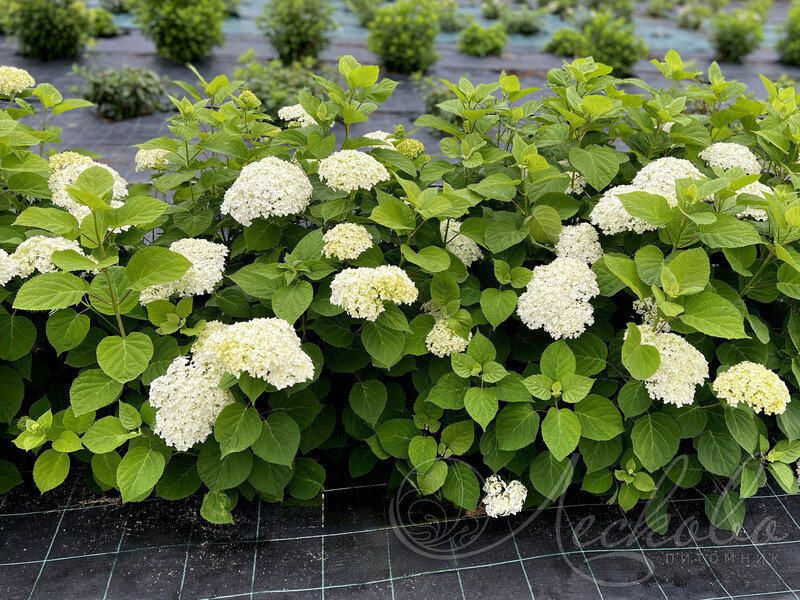 Фото питомника Лесково, гортензия древовидная Туманы Лесково