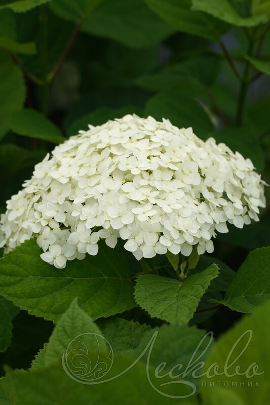 Фото: соцветие гортензии Туманы Лесково
