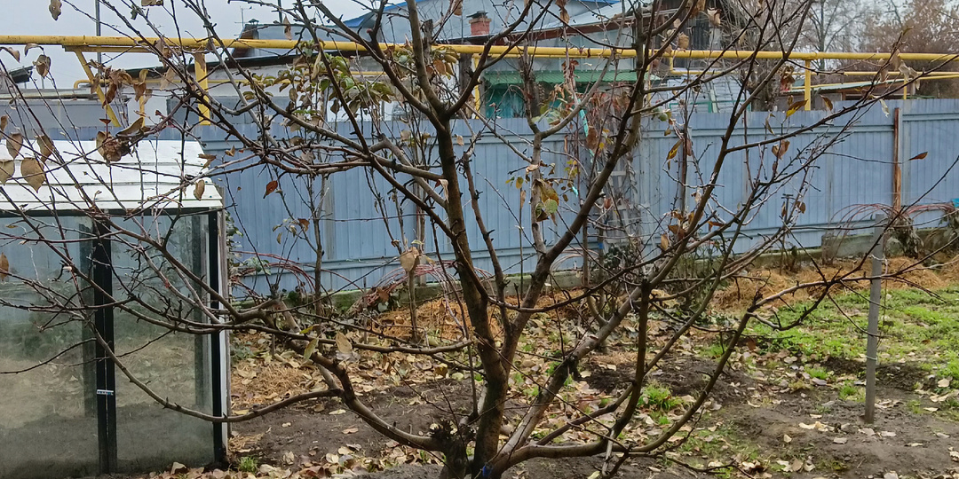 После листопада. Как спасти яблоню от парши, а другие растения от разных болячек.