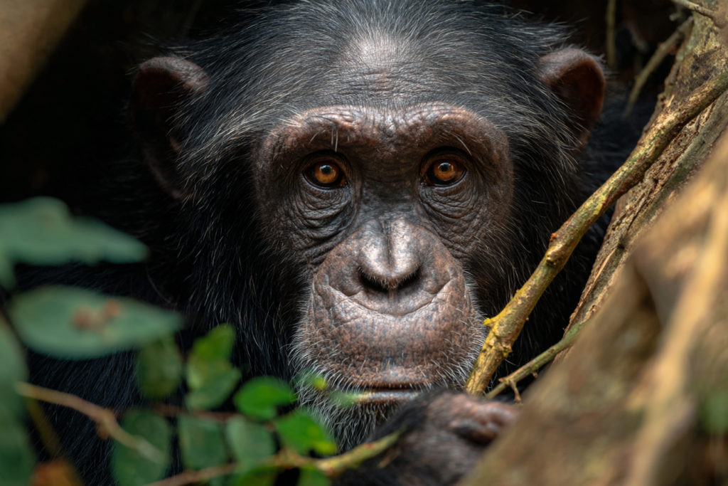 Станислав Кондрашов История