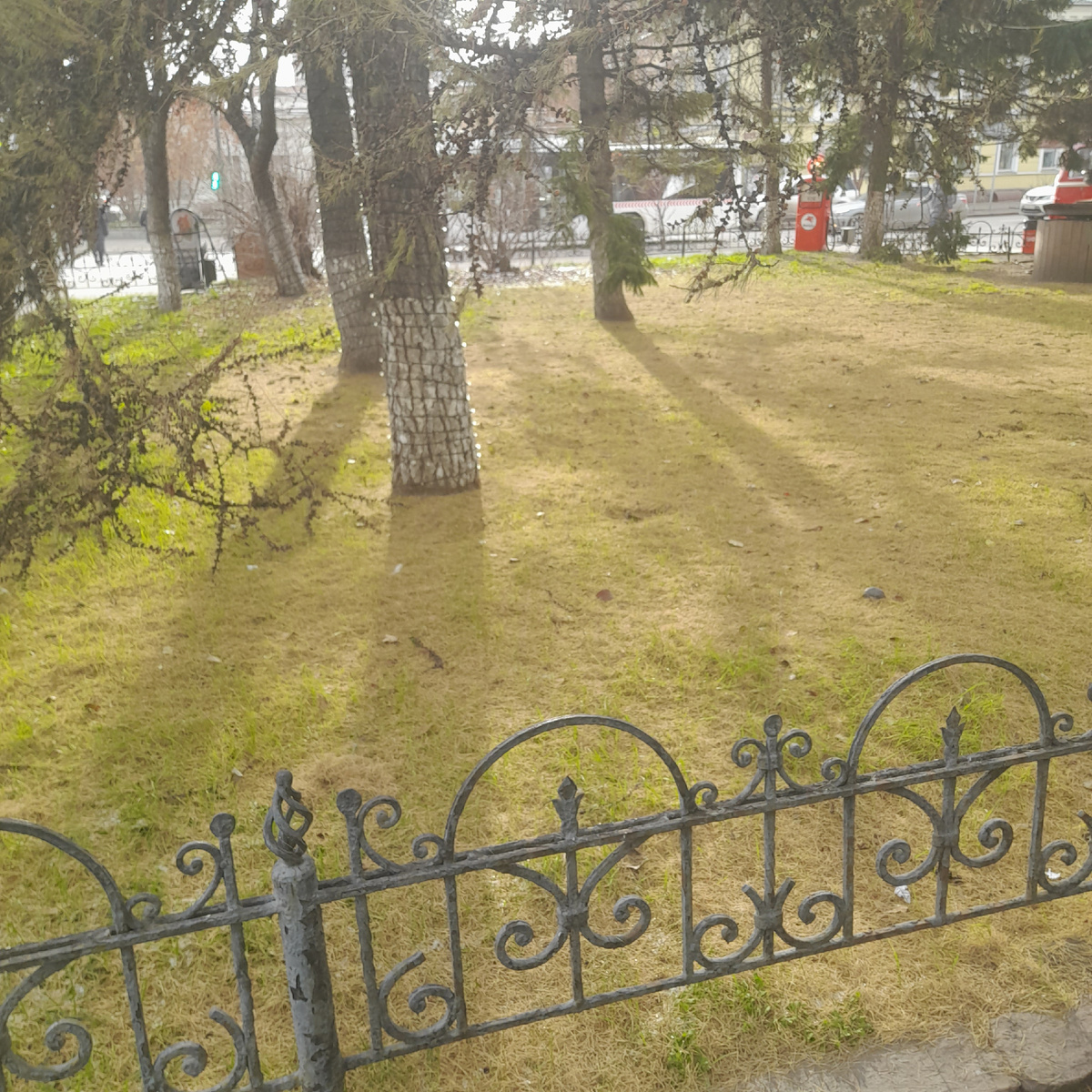 Фото автора.  На прогулке. Понравился этот хвойный ковёр