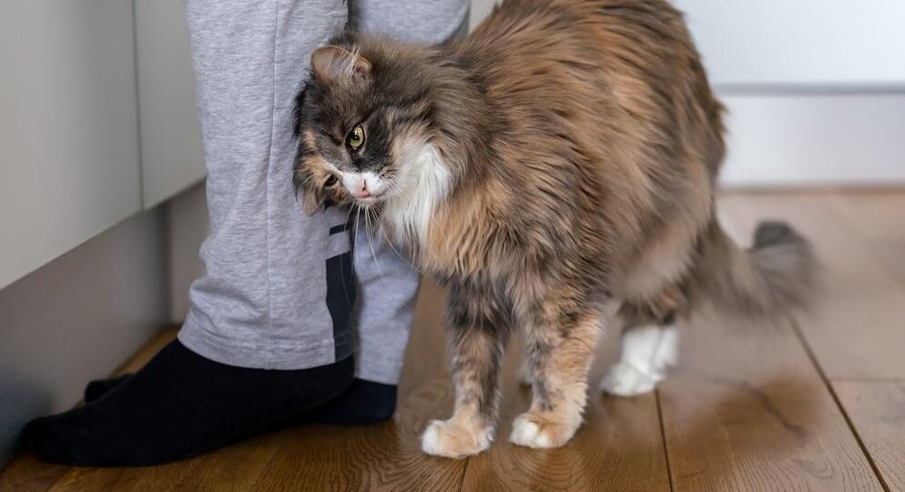 Для чего кошка трется щеками о человека: 6 причин