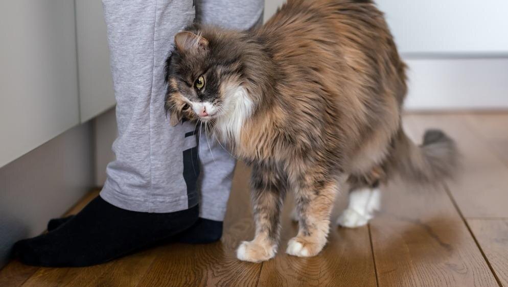 Фото из Интернета.