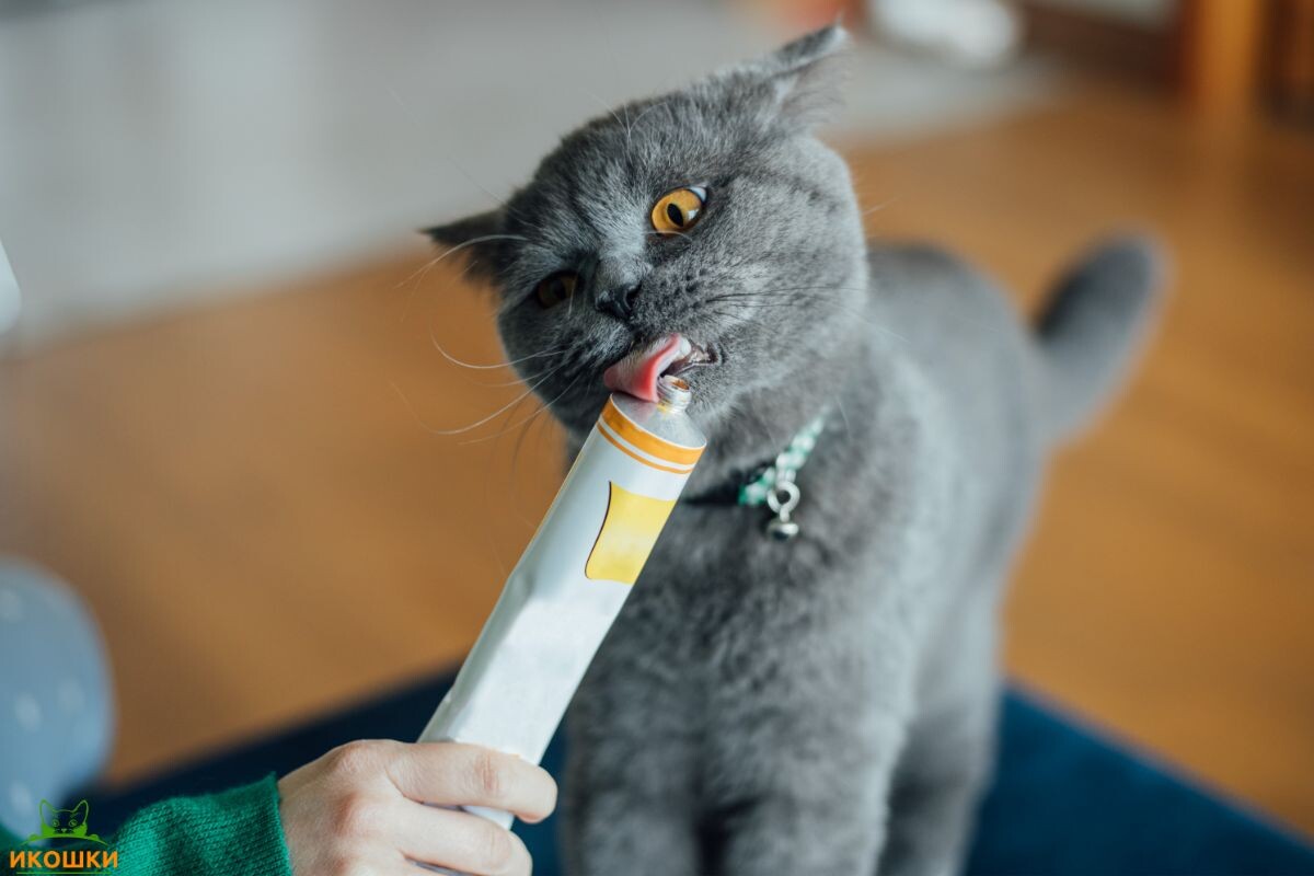 Как правильно давать кошке мальт-пасту