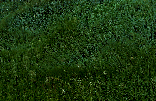 вы проскроллили эту картинку на телефоне и только что потрогали траву. ваша связь с реальностью усилилась, а день стал чуточку спокойнее