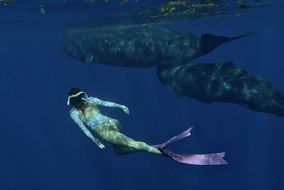 Плавание с кашалотами на Маврикии