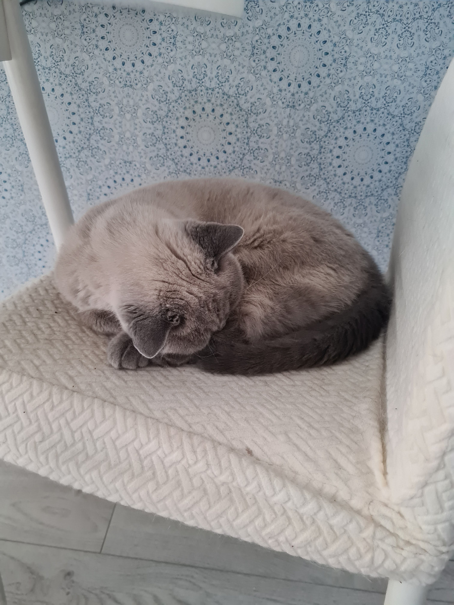 Британский кот Белка