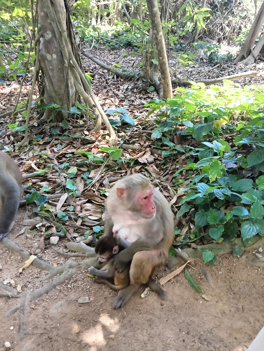 Обезьянки на острове