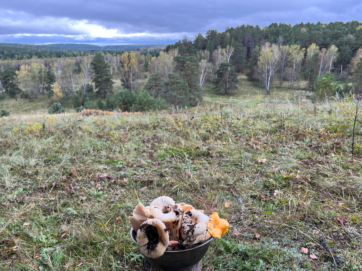 Собраные грибочки за время прогулки (что можно пожарить - пожарил, что на засолку - засолил и с удовольствием похрустел ими!)