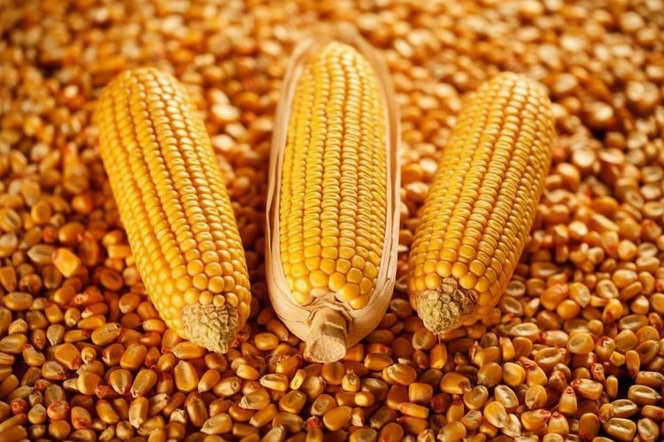    Фото: Минсельхоз Кабардино-Балкарской Республики