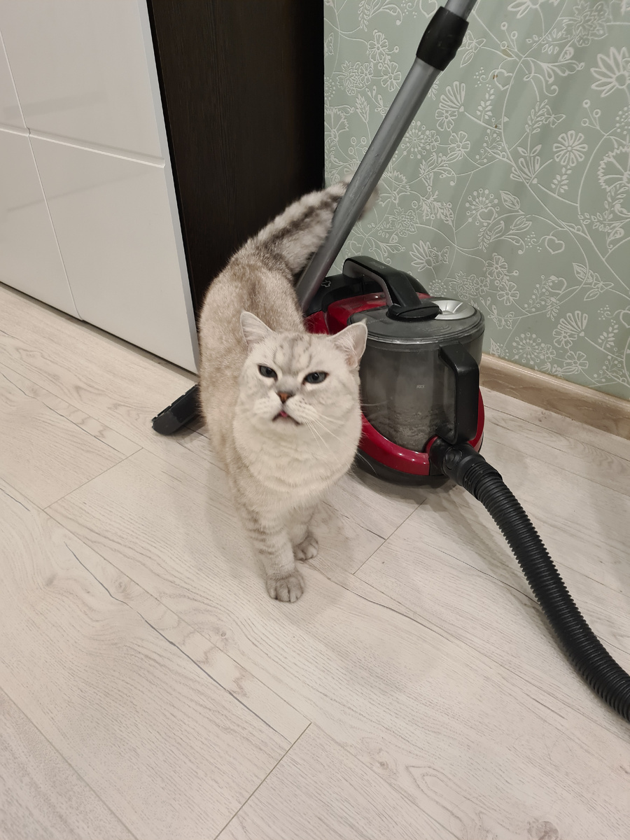 Британский кот Белка.