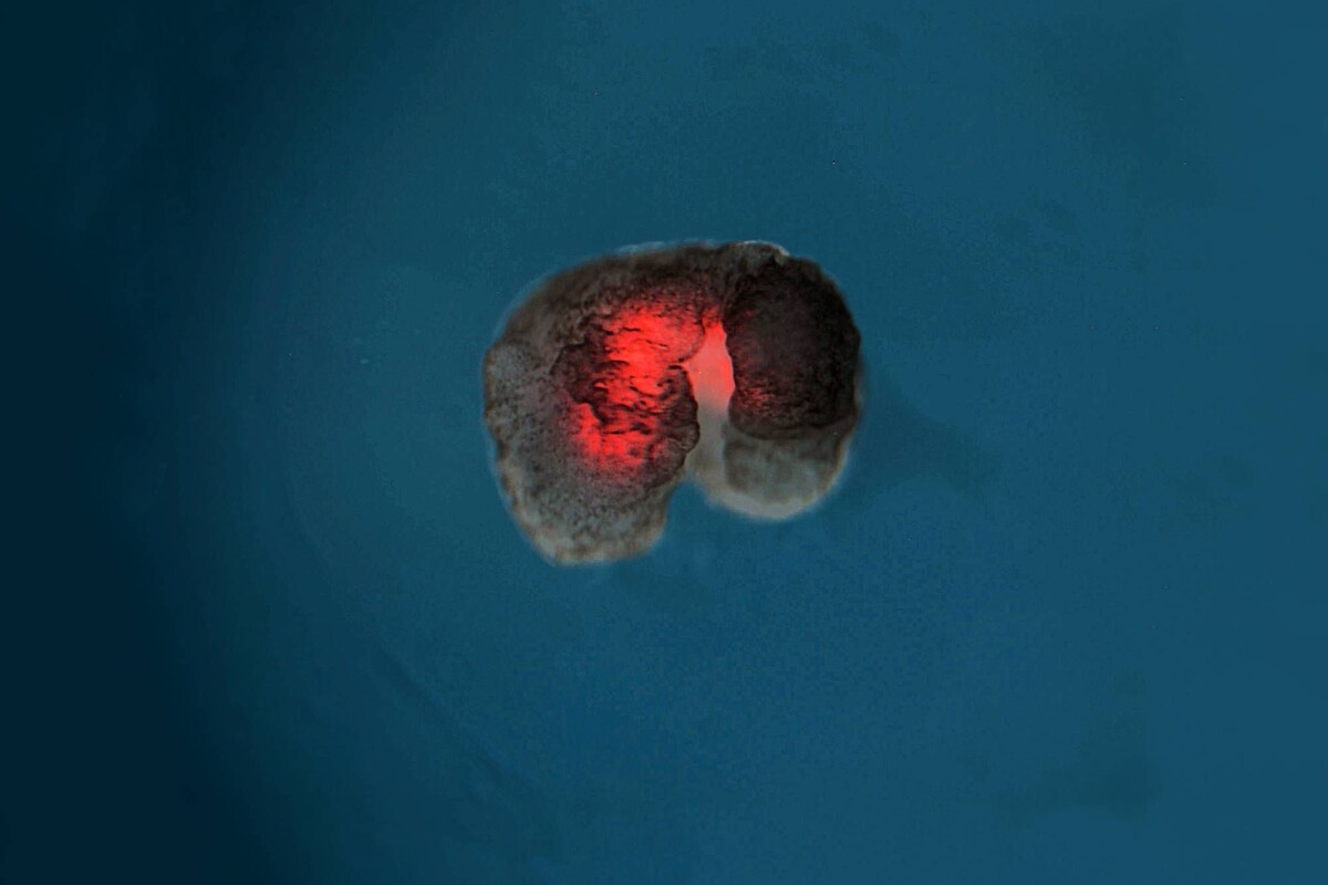 Дамы и господа, перед вами ксенобот! / © parismatch.com