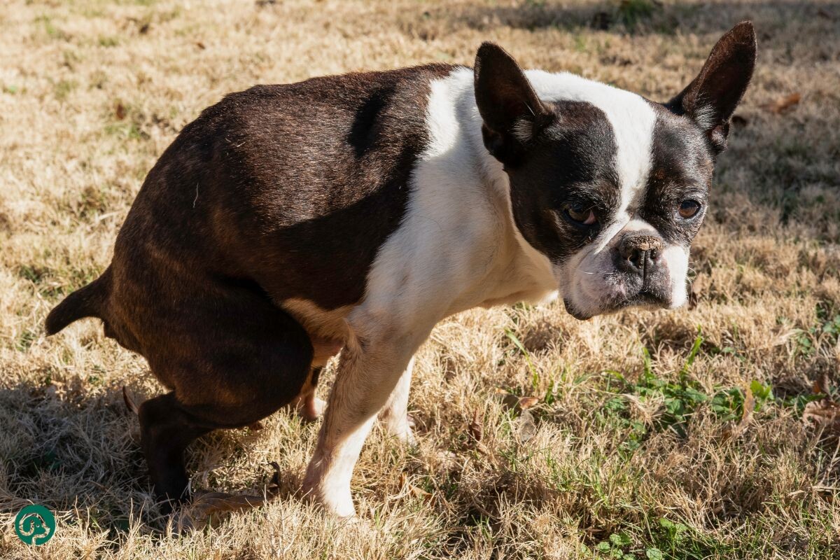Собака не может сходить в туалет по-большому 