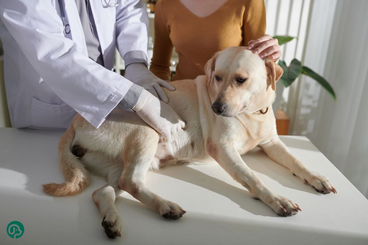 Собака у ветеринара 