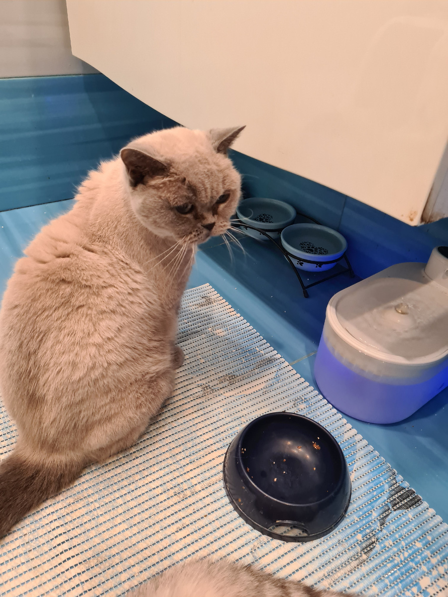 Британский кот Белка