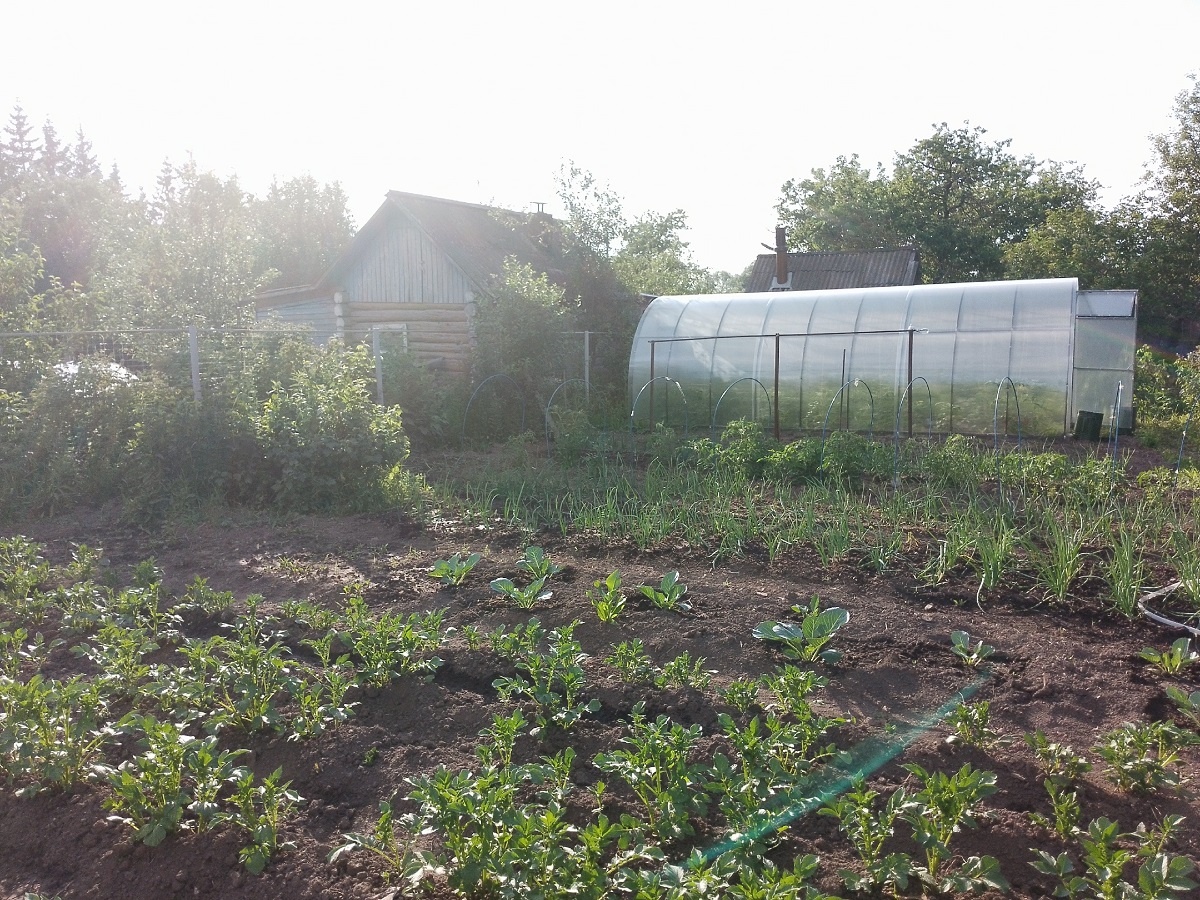    Без грамма навоза: 3 ложки "порошка" на землю - и весной почва буквально пышет плодородием. В октябре - обязательно