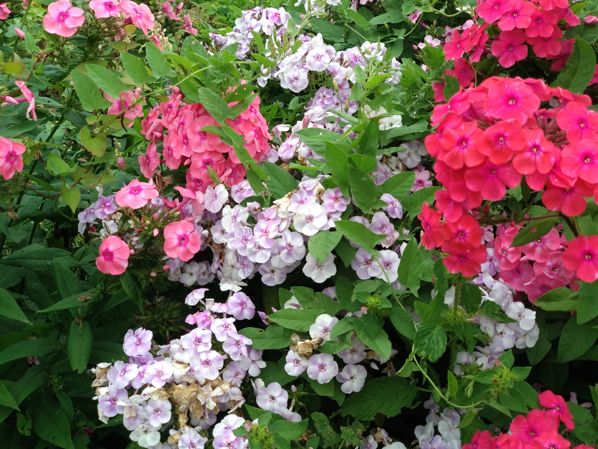 Флоксы. Фото автора. Листай галерею