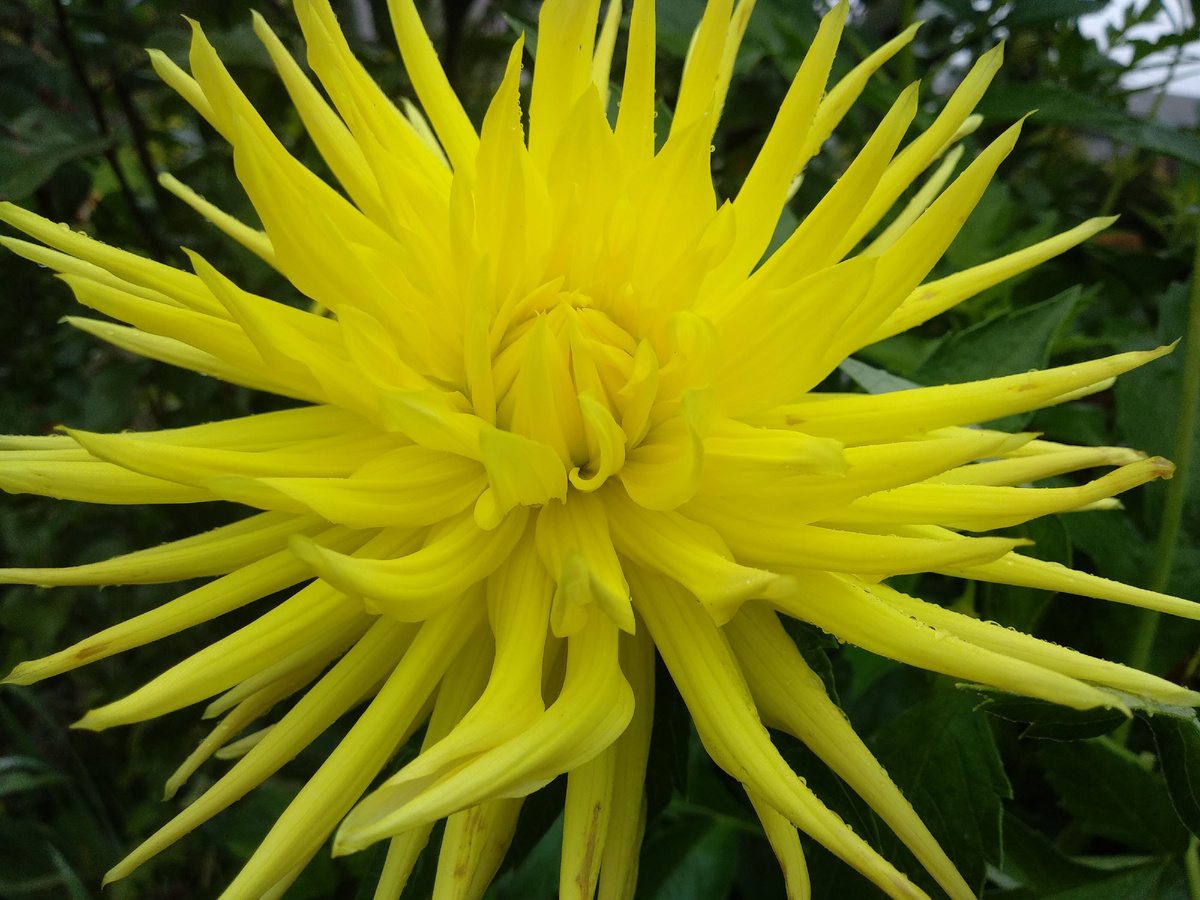 Георгина. Фото автора