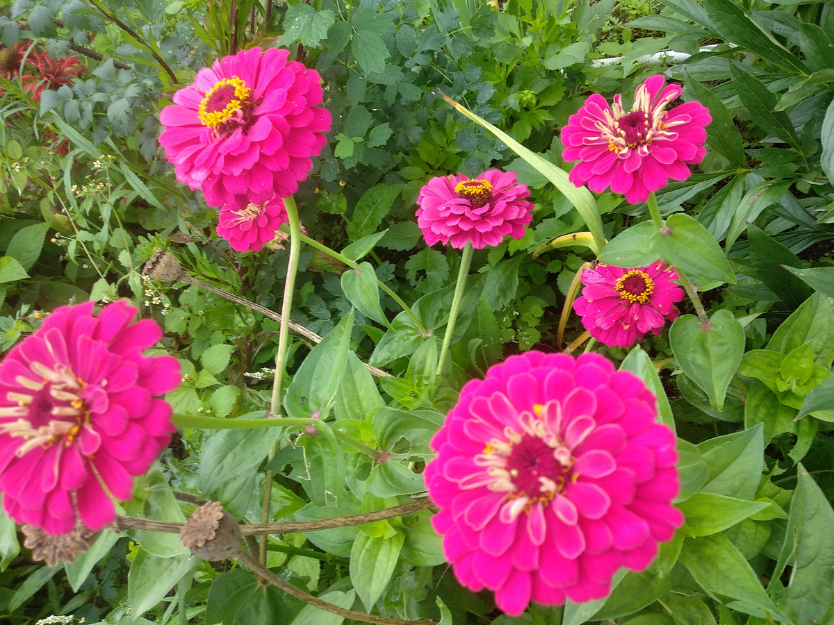 Цинния. Фото автора