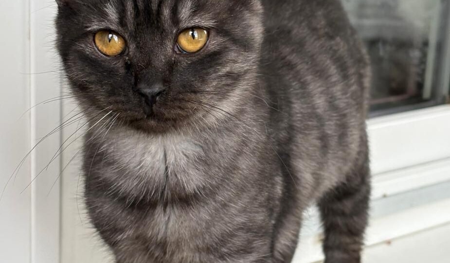 Дымчатый котенок Фантом ищет любящих котородителей!