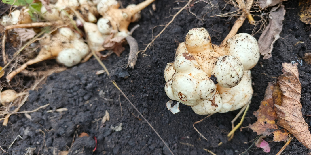 Топинамбур