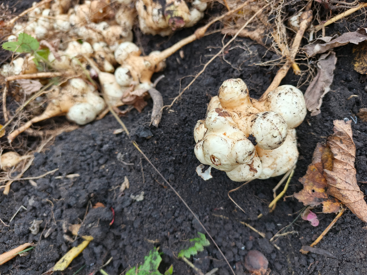 Осенний урожай