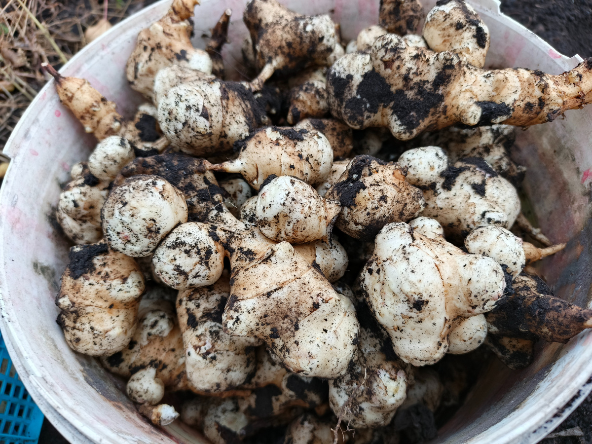 Целое ведро