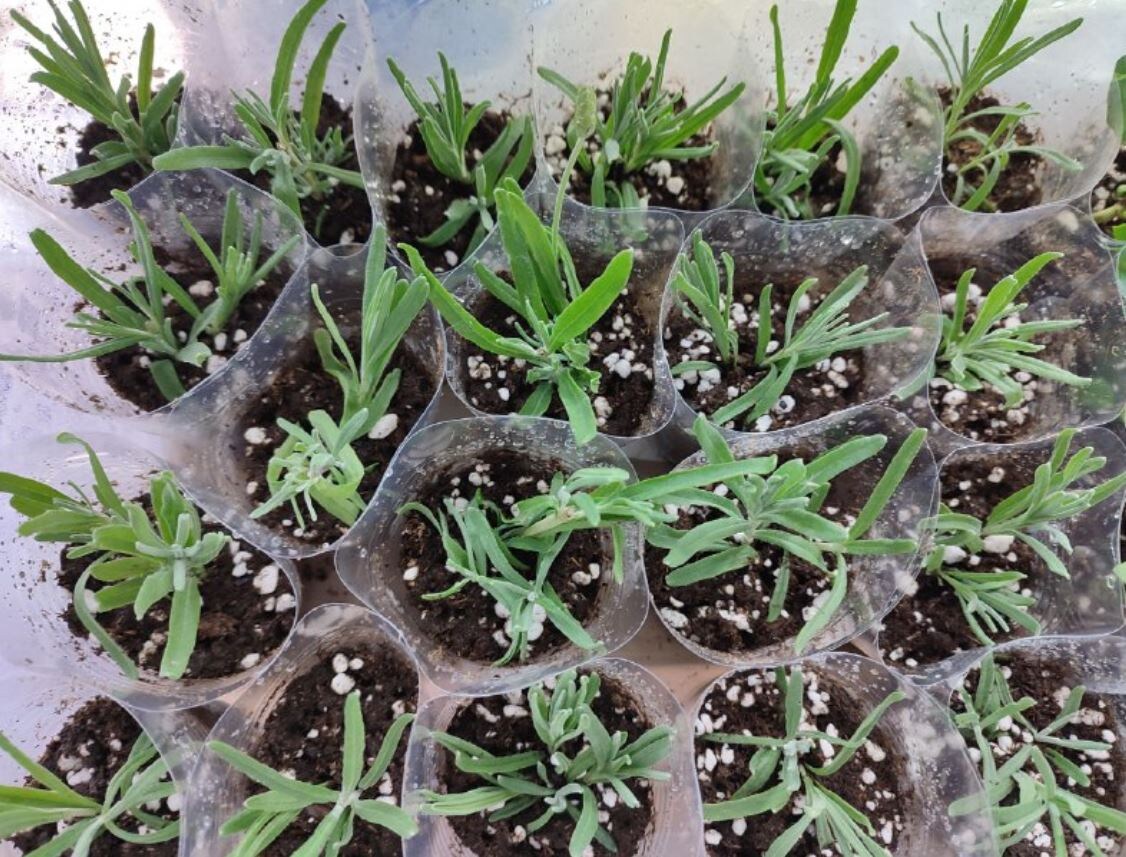 Черенкование лаванды