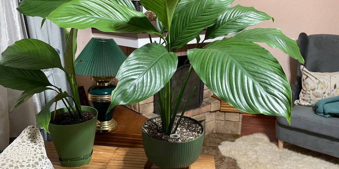 Вывела свою формулу ухода за спатифиллумом: выпускает большие здоровые листья без остановки
