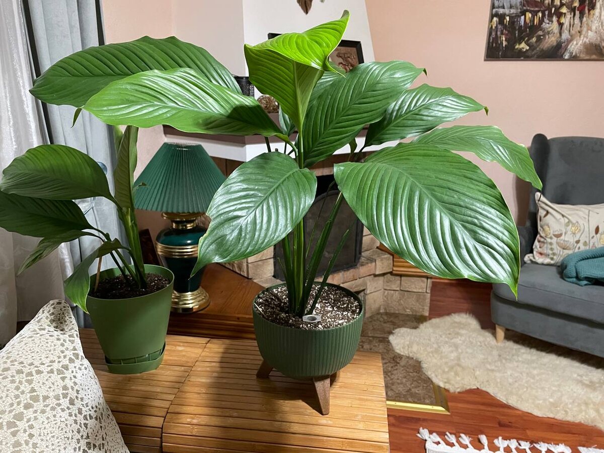 Спатифиллум. Размер листа – 40 см в длину и 18 см в ширину. Фото автора 