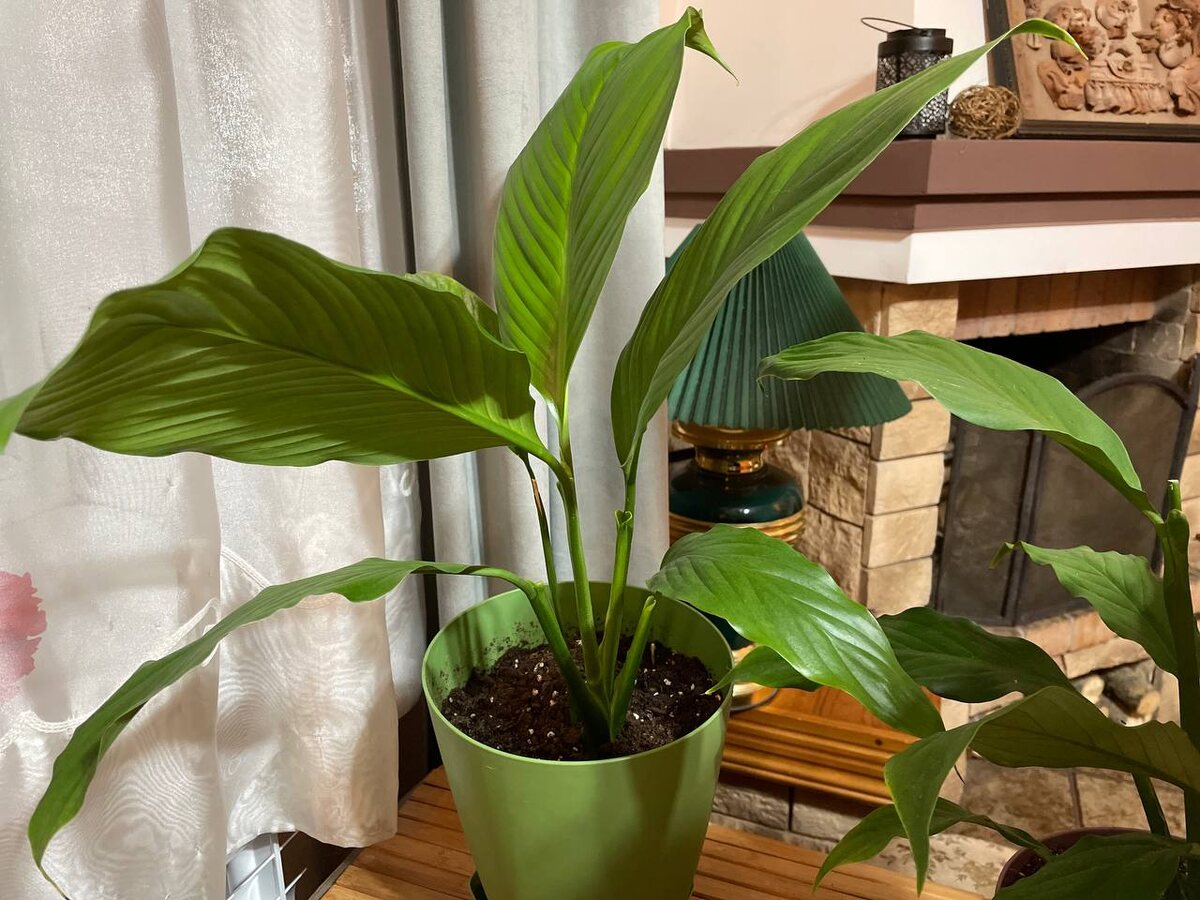 Мои спатифиллумы. Молодой кустик. Фото автора