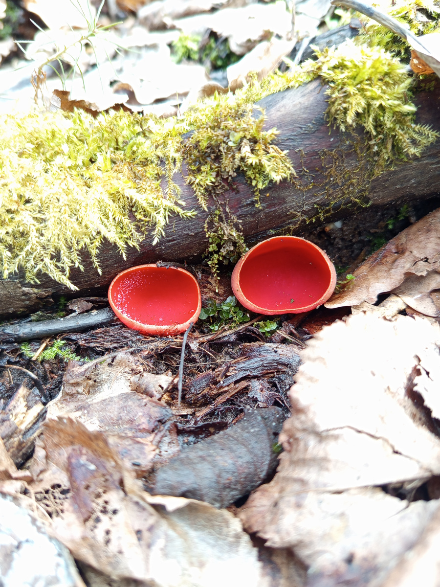 саркосцифа австрийская