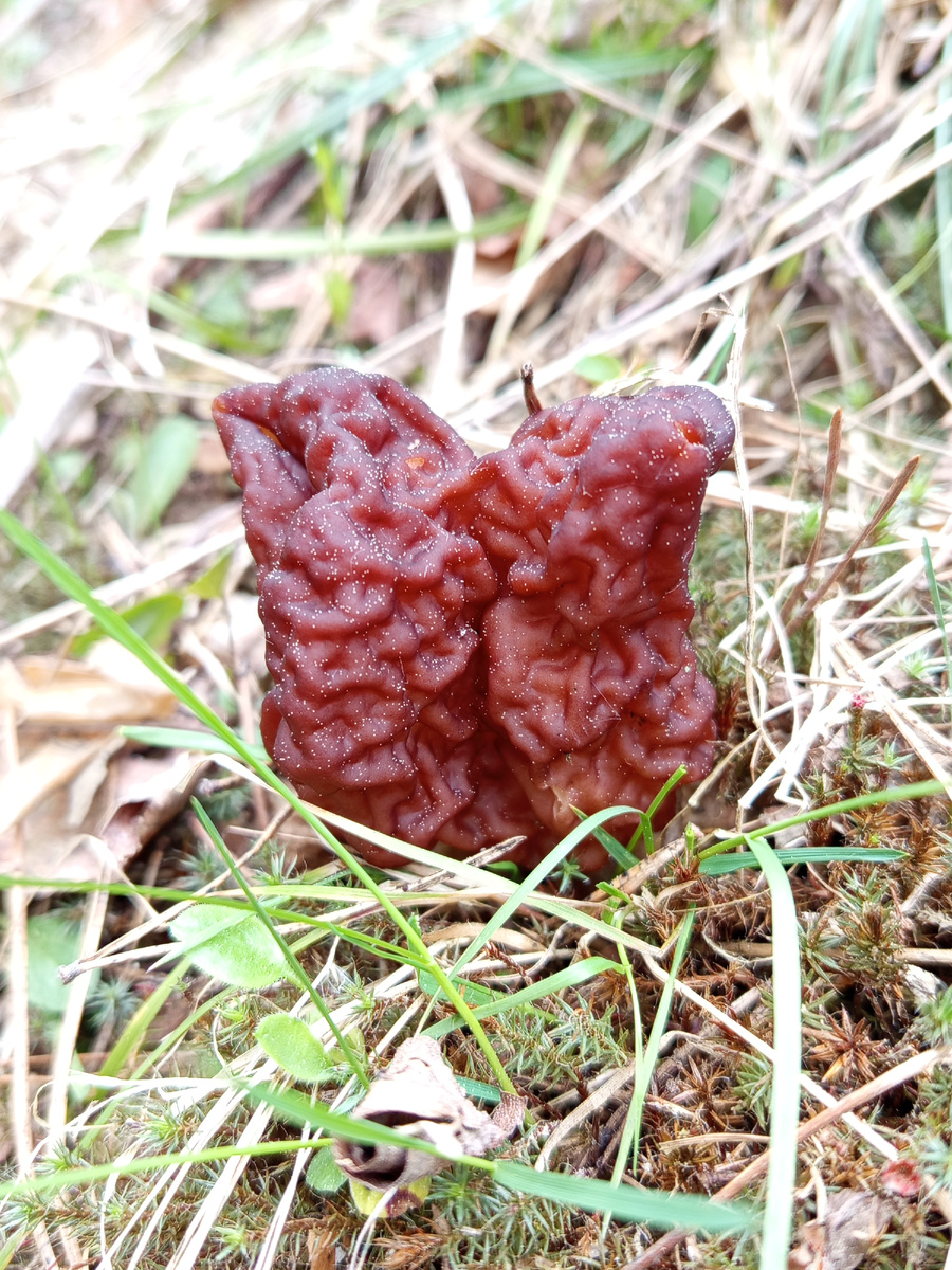 строчок обыкновенный