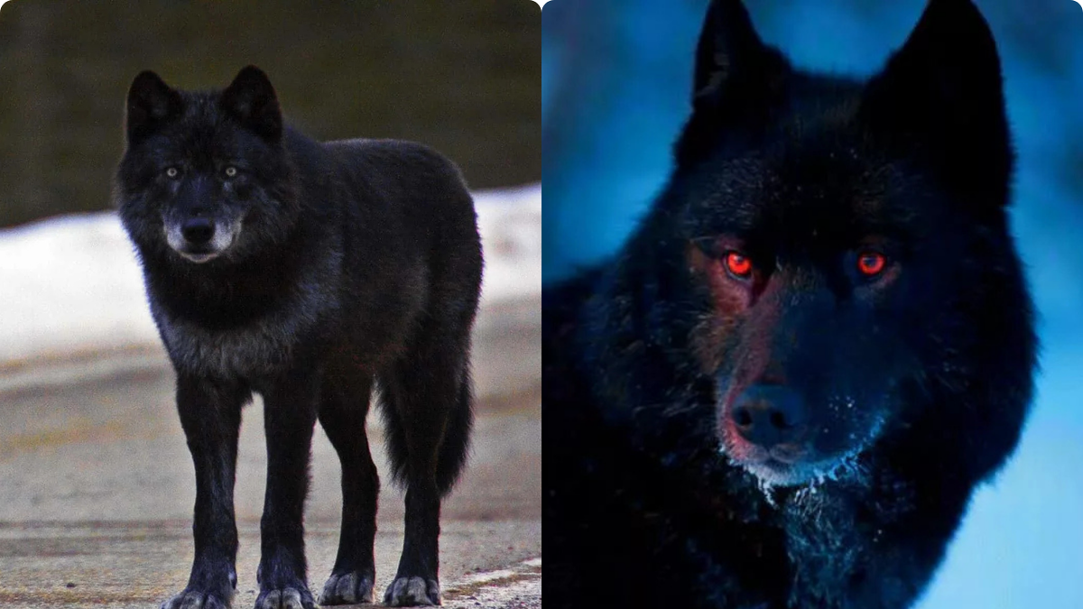 Черные волки