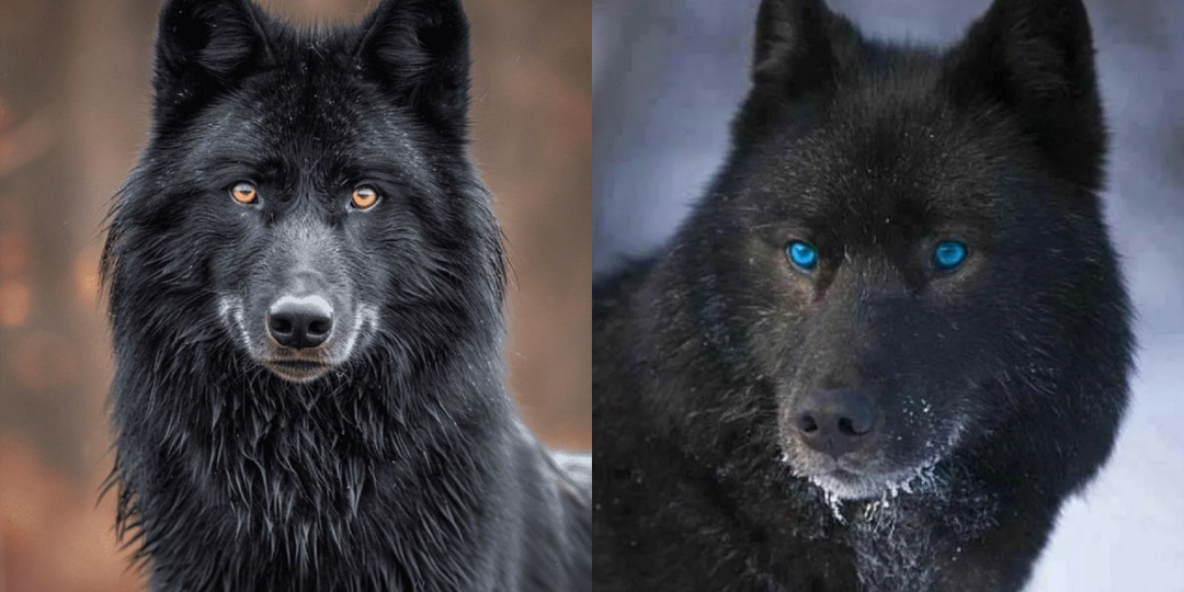 Почему в России почти нет черных волков: что случилось с популяцией