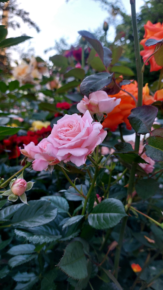 Амаретто. Флорибунда