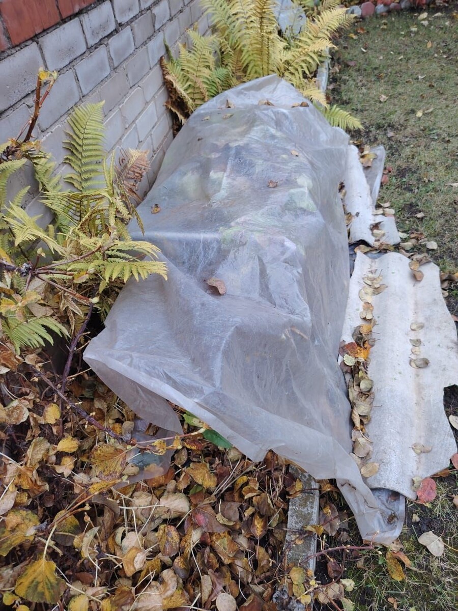    Гортензия крупнолистная укрыта от влаги