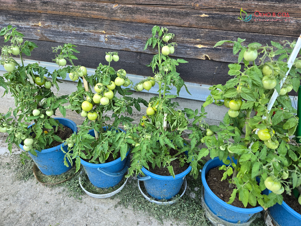 Фото из личного архива автора