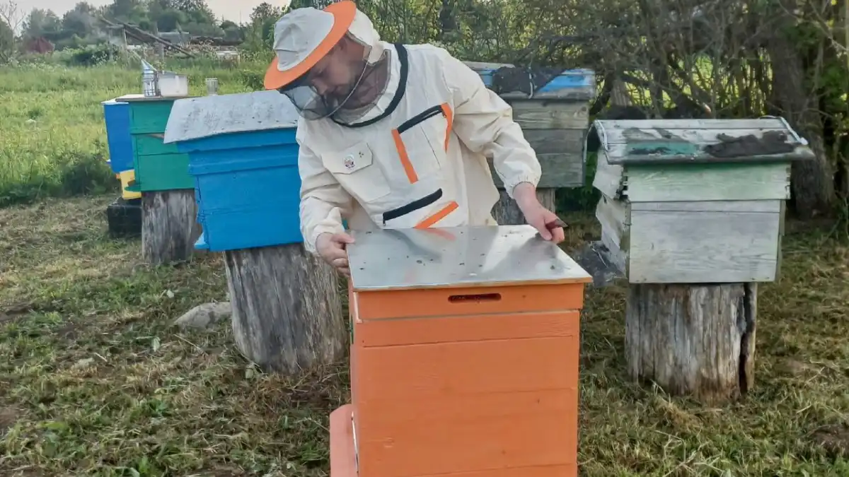 Фото: novsu.ru / НовГУУмный улей с системой мониторинга разработали и запатентовали в НовГУ