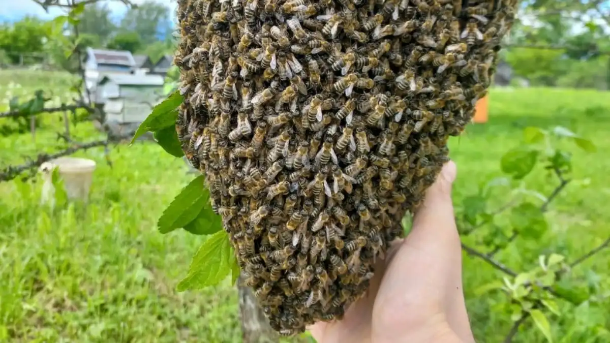Фото: novsu.ru / НовГУРазработка позволяет пчеловоду в режиме реального времени получать сведения о состоянии улья, а также автоматизировать процессы ухода за пчёлами