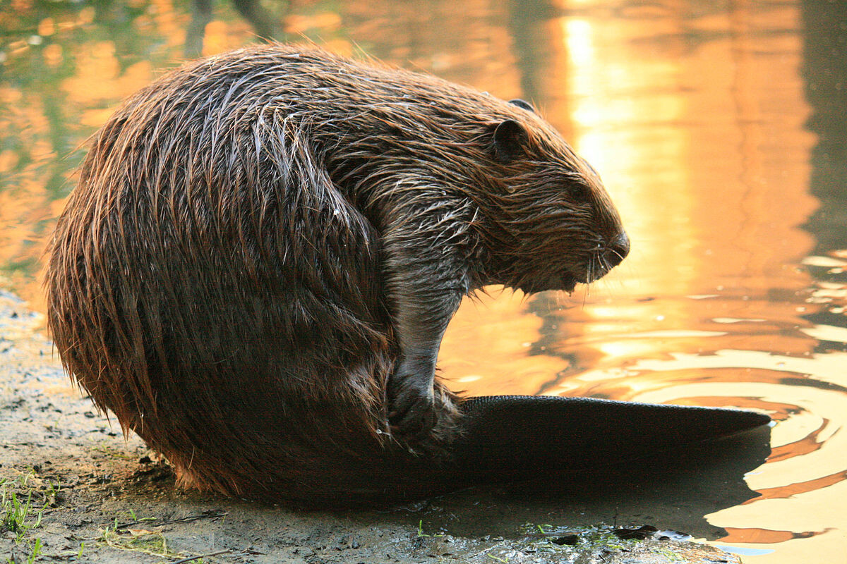 https://upload.wikimedia.org/wikipedia/commons/thumb/8/88/Beaver_Yearling_Grooming_Alhambra_Creek_2008.jpg/1200px-Beaver_Yearling_Grooming_Alhambra_Creek_2008.jpg