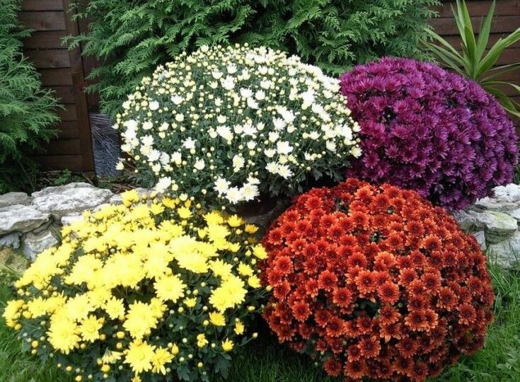 Как вырастить хризантемы в открытом грунте