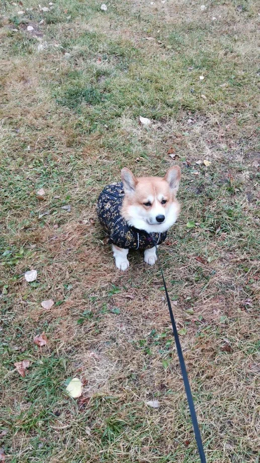 Шарф — идеальная преграда между мной и ветром. Признаюсь: иногда я прячу в него нос, когда холодно