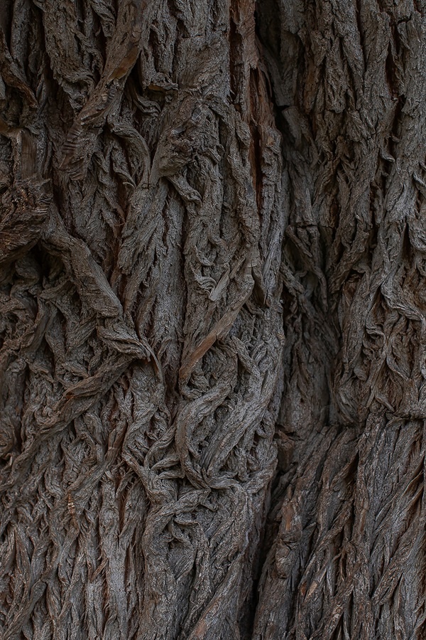 Ксения Чумакова, Сербия. Connections