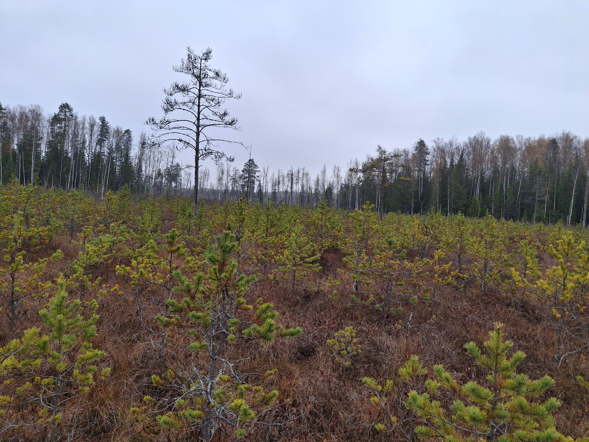 Молодые сосенки на болоте и лес вокруг.